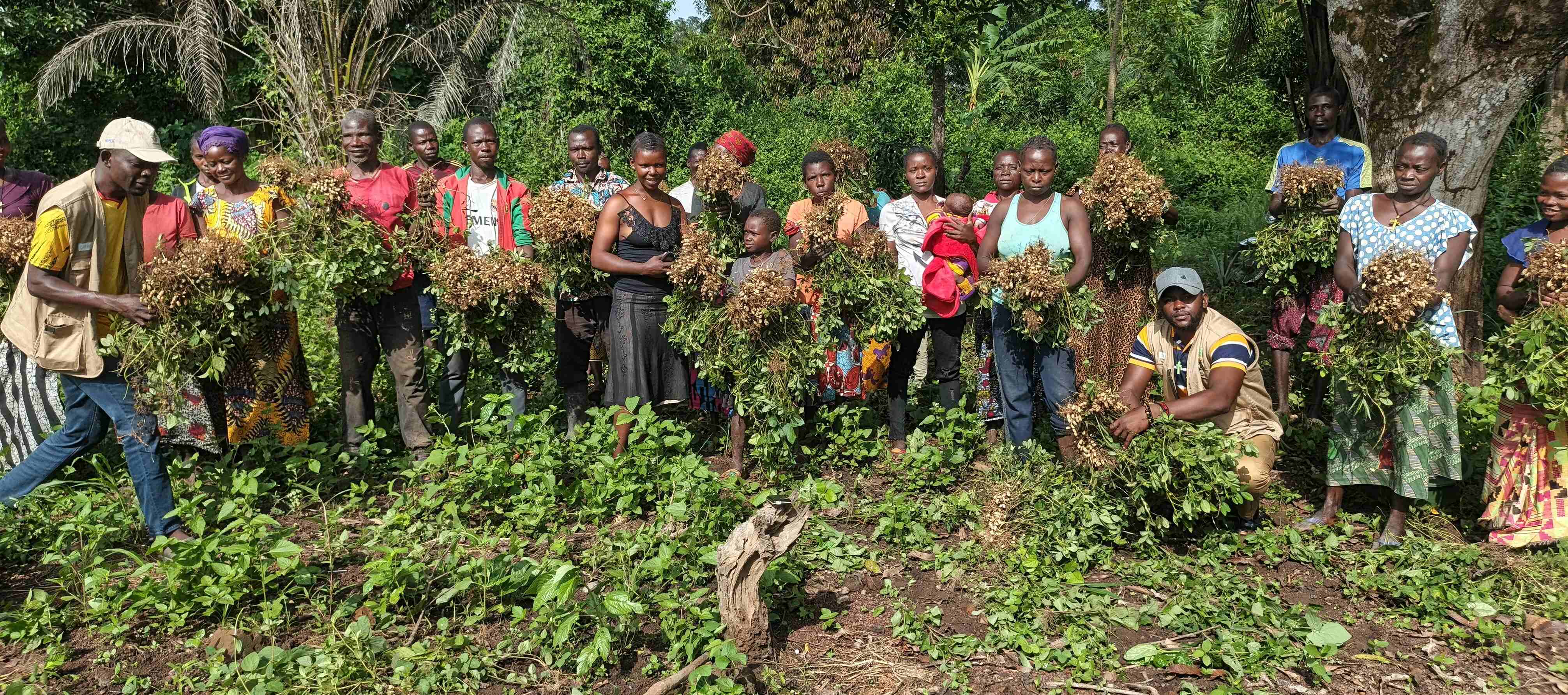 Récolte des productions agricoles par les bénéficiaires accompagnés à Zémio dans le cadre du projet CERF/FAO. © ACRED, 2026