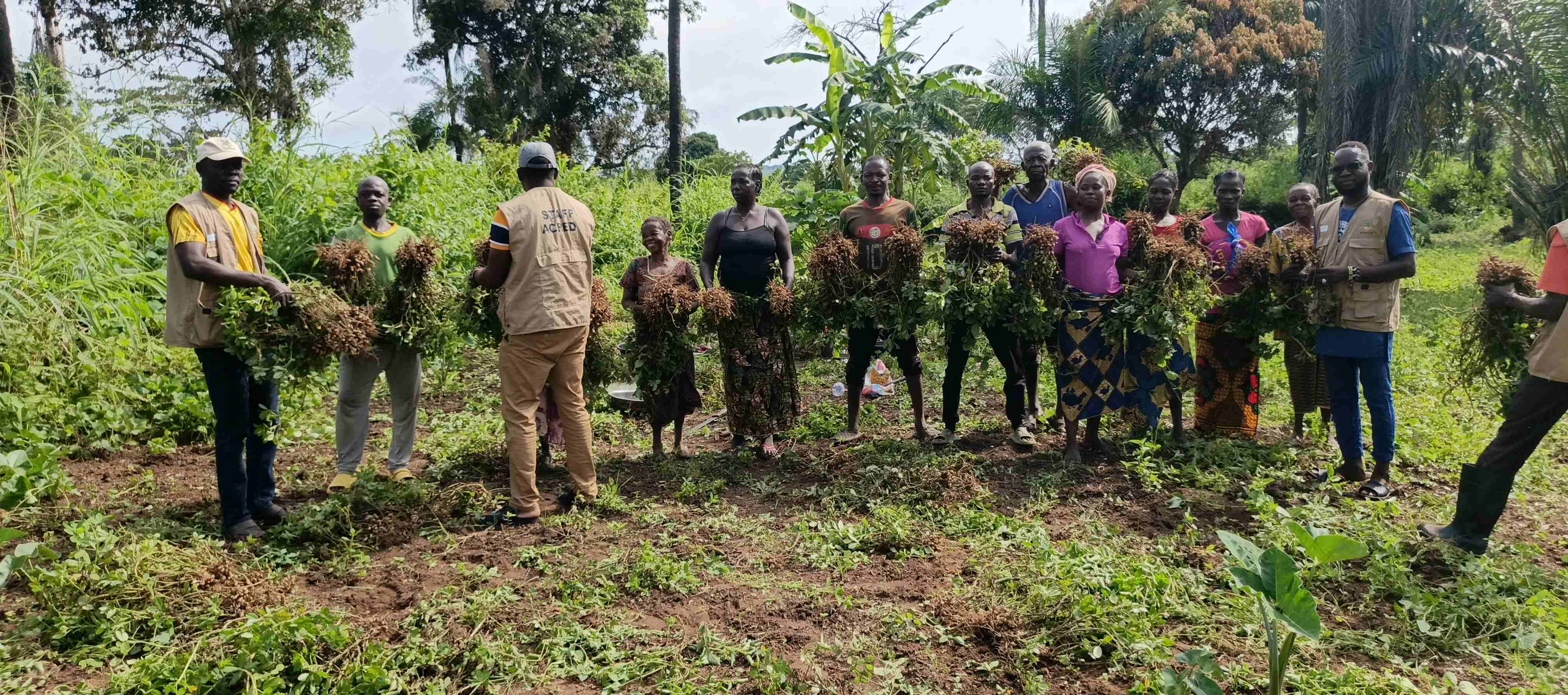 Récolte des productions agricoles par les bénéficiaires accompagnés à Zémio dans le cadre du projet CERF/FAO. © ACRED, 2026