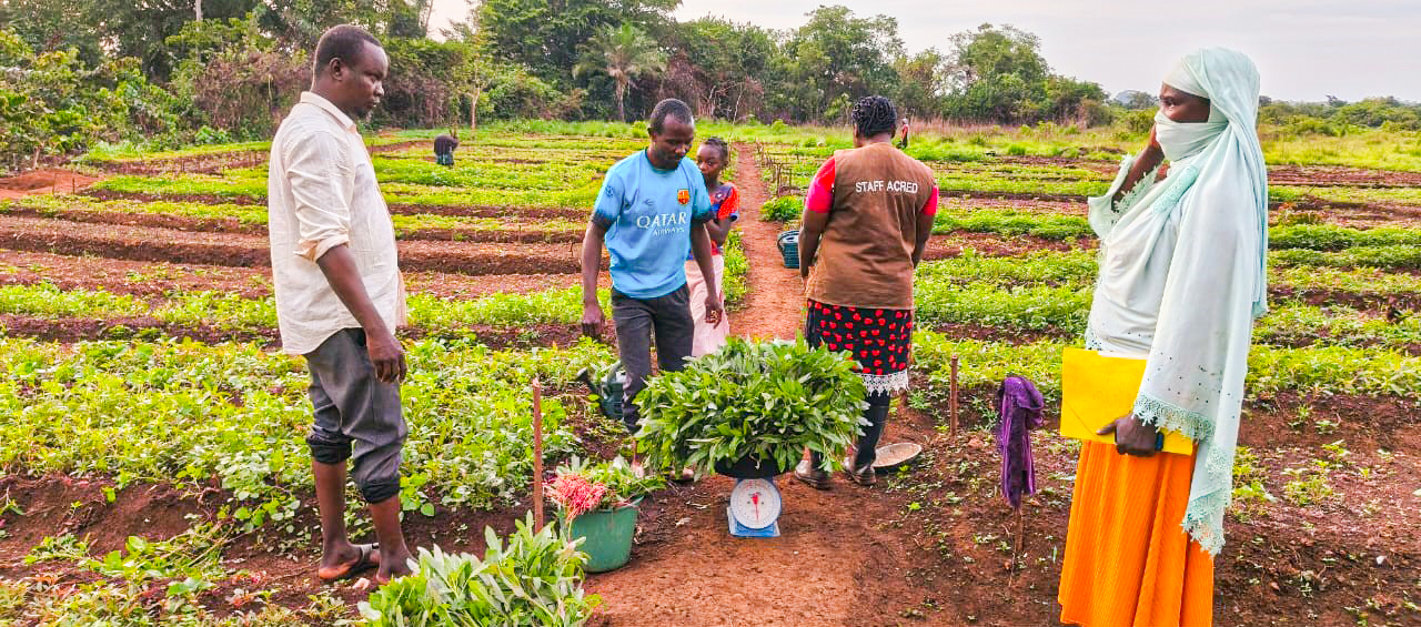 Zémio : début des récoltes dans le cadre du projet FAO–CERF mis en œuvre par ACRED